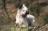 SKYE TERRIER 092